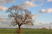 Baum im Feld von Wolfgang Dufner