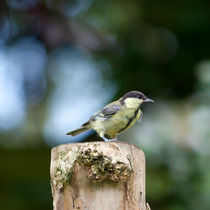 Young Great Tit von safaribears