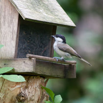 Marsh Tit by safaribears