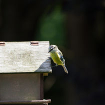 Young Blue Tit by safaribears