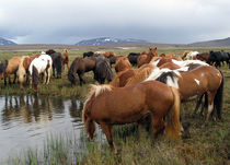 Horses at rest in the Highland of Iceland by Kristjan Karlsson