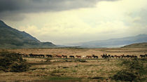 Icelandic horses in  a icelandic Nature by Kristjan Karlsson