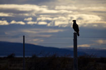 The Watcher von Daniel Zrno