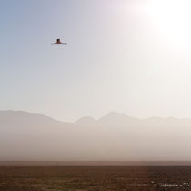 Pink Flamingo over Atacama by Daniel Zrno