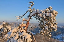 Schneelandschaft by Wolfgang Dufner