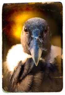 Finer Feathered Friends: Andean Condor by Alan Shapiro