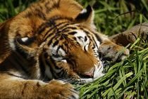 Tiger in the sun von Jörg Hoffmann