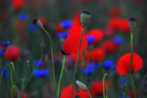 flowers in the corn field by hannes cmarits