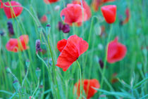 poppies by hannes cmarits