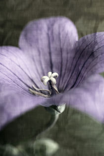 Blüte - Poster - violett von jaybe