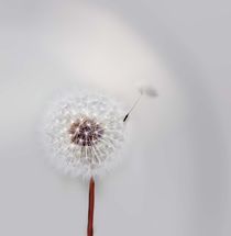 Pusteblume von Ingrid Clement-Grimmer