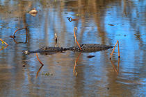 Lurking Alligator by Louise Heusinkveld