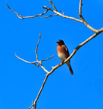 Eastern Bluebird, Sialia sialis, perched on a branch by Louise Heusinkveld