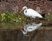 Great Egret von Louise Heusinkveld