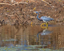 Tricolored Heron by Louise Heusinkveld