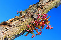 Blüten am Japanischen Kirschbaumstamm by Wolfgang Dufner