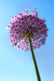 Gigant Allium von corsza