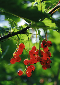 Berrys by Kristjan Karlsson