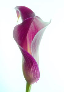 pink Calla by Kerstin Runge