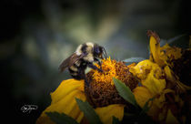 Dance of the Bumble Bee by Cris  Hayes