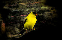 Yellow Finch In Fall by Cris  Hayes