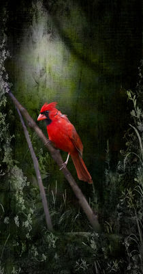 Cardinal In Spring - Angel Wings von Cris  Hayes