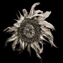 sunflower von Jaromir Hron