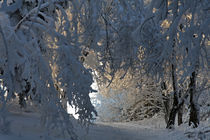 Weg durch den Winterwald by Wolfgang Dufner