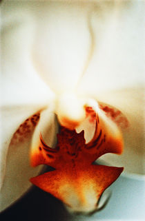 Orchid von Razvan Anghelescu