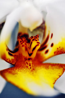 Orchid by Razvan Anghelescu