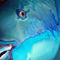 Belize-ambergris-kay-pesce-pappagallo