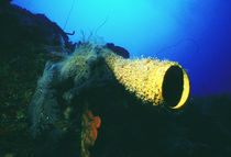 Tube Sponge von martino motti