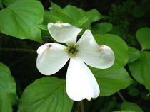 Dogwood Blossom by Rebecca Ledford