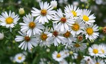 Miniature Daisies by Rebecca Ledford