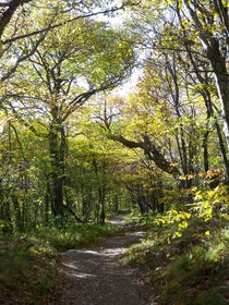 Forest Trail von Rebecca Ledford