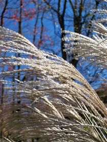 Fountain Grass 7 by Rebecca Ledford