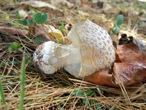 Unseated Mushroom by Rebecca Ledford