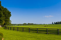 Horse farm by Irina Moskalev