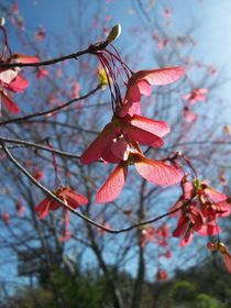 Maple Seedpods von Rebecca Ledford