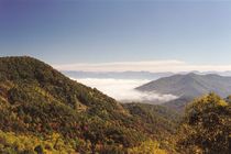 Fog Over Franklin by Rebecca Ledford