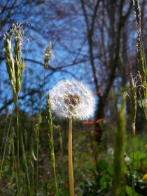 Dandelion 2 by Rebecca Ledford