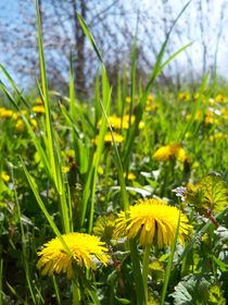 Dandelion's View von Rebecca Ledford