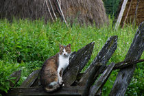 Cat on Fence