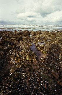 Normandy beach 16 by Razvan Anghelescu