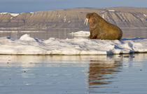 Walrus (Odobenus rosmarus) on sea ice near Kapp Lee in midnight sun von Danita Delimont