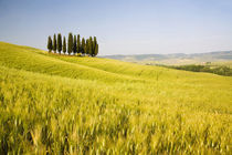 Grouping of Tuscan Cypress Trees In Wheat Field by Danita Delimont