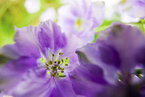 Larkspur Close up growing in Mass von Danita Delimont