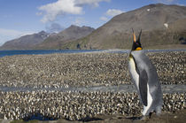 King Penguins (Aptenodytes patagonicus) along shoreline at massive rookery along Saint Andrews Bay by Danita Delimont