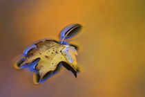 Maple leaf floating on water surface with autumn reflections von Danita Delimont