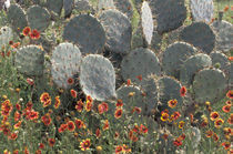 Cactus and Indian Blanket flower by Danita Delimont